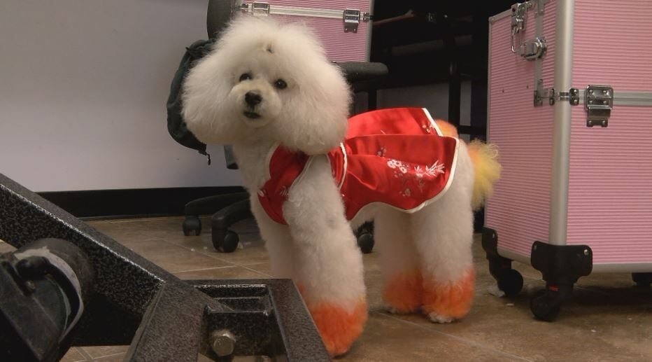 Pet Halloween Costume